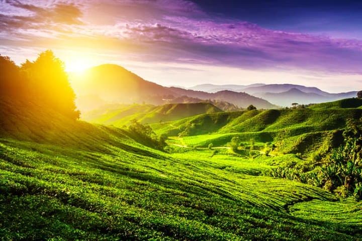Full-day Cameron Highlands Day Trip from Kuala Lumpur