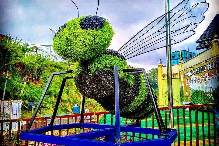 Full-day Cameron Highlands Day Trip from Kuala Lumpur