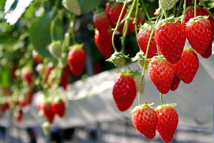 Full-day Cameron Highlands Day Trip from Kuala Lumpur