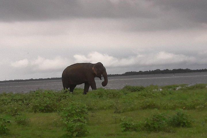 Privat Minneriya National Park Jeep Safari og Sigiriya Tour