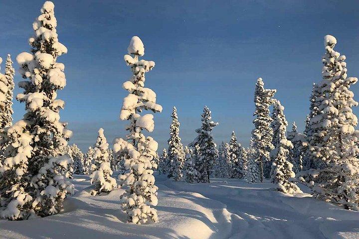 Arktisches Schneemobil-Abenteuer