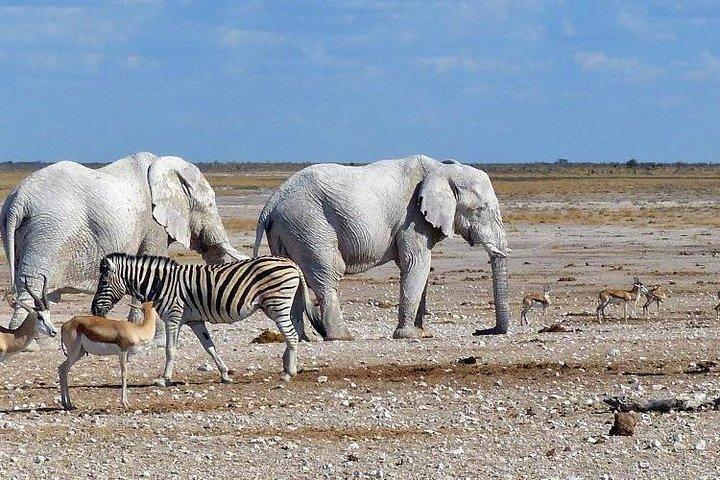 10 GIORNI BELLEZZA DELLA NAMIBIA | Guidato Lodge