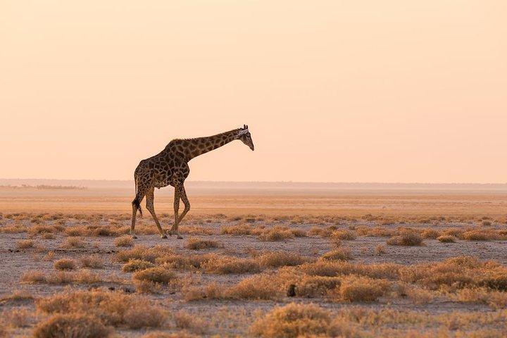 12 días guiado Namibia en Plus | Guided Lodge