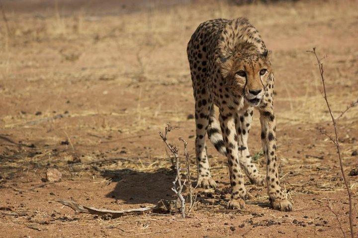 12 días guiado Namibia en Plus | Guided Lodge