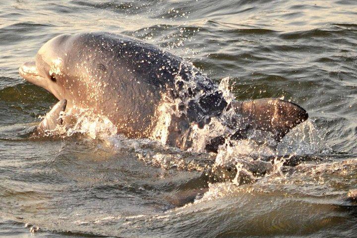 Delfinsafari omkring Cape May