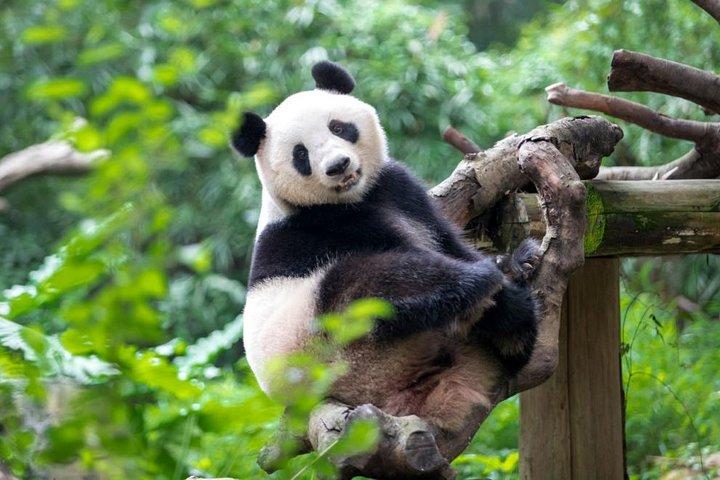 Privévervoer tussen Guangzhou Chimelong Safari Park en het stadscentrum