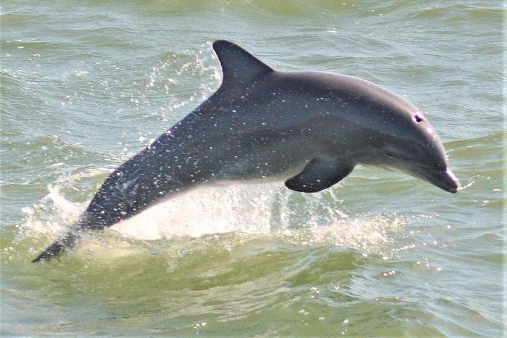 Delfinsafari omkring Cape May