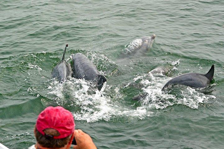 Delfinbeobachtung um Cape May