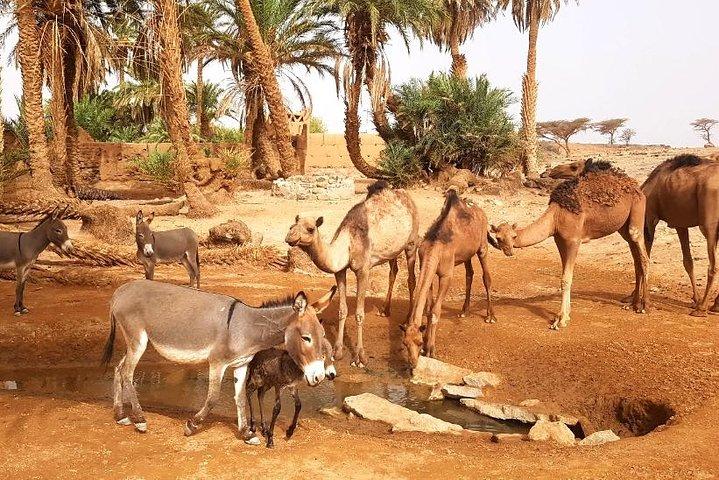 Desert Erg Chigaga-resa från Marrakech: 3 dagar