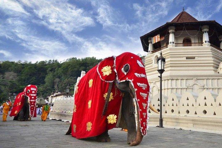 Privé dagtocht naar hoogtepunten in Kandy.