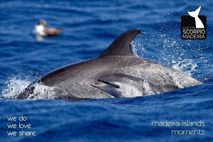 Whale & Dolphin Titta på båttur