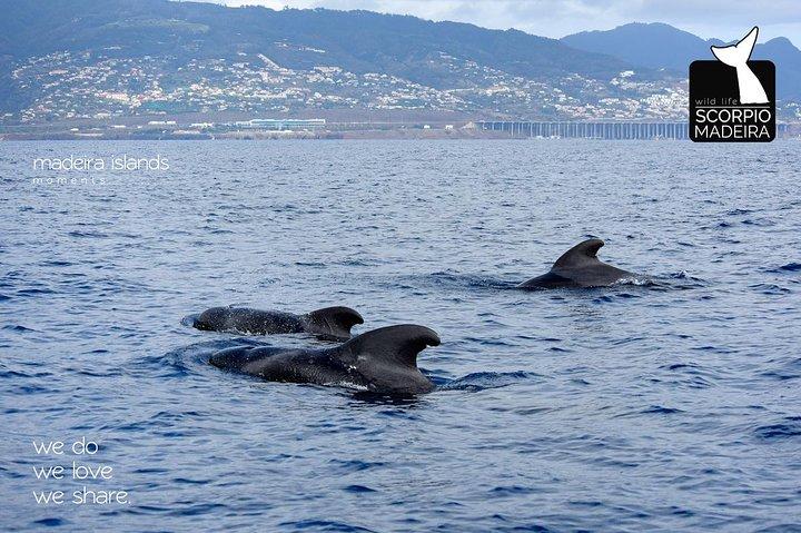 Whale & Dolphin Titta på båttur