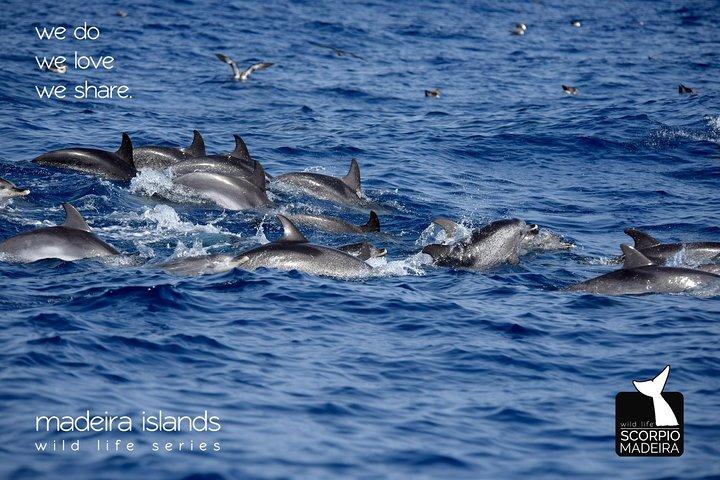 Whale & Dolphin Titta på båttur
