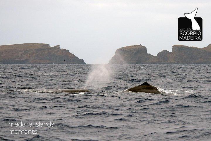 Whale & Dolphin Titta på båttur