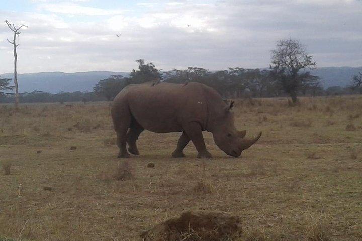 4 Days Maasai Mara and Lake Nakuru Unforgettable Safari