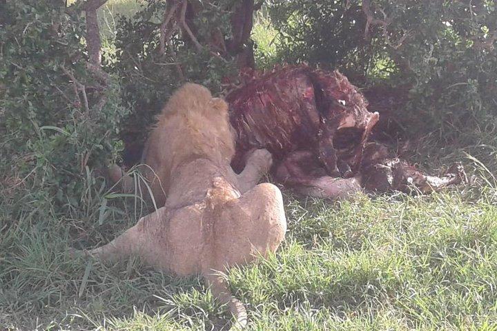 4 Days Maasai Mara and Lake Nakuru Unforgettable Safari