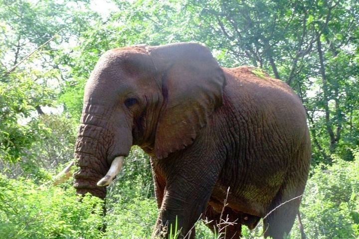 3 dia Amboseli Safari