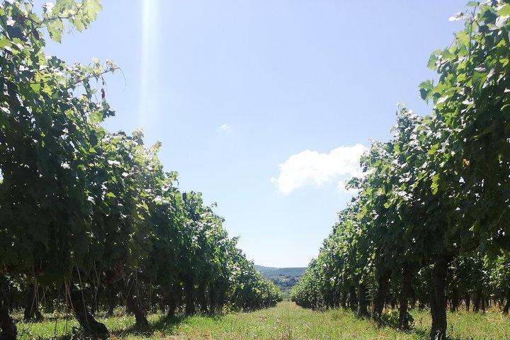 Open Top Van!! Halve dag in Chianti met wijnproeverij