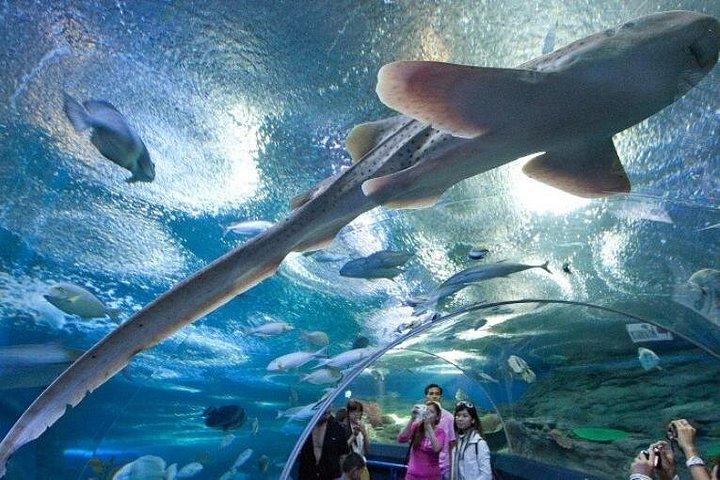 PATTAYA:ウォーターワールドパタヤの下でツアーに参加しよう