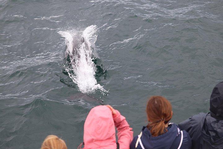Whale Watching and Northern Lights Half-Day Combo Tour