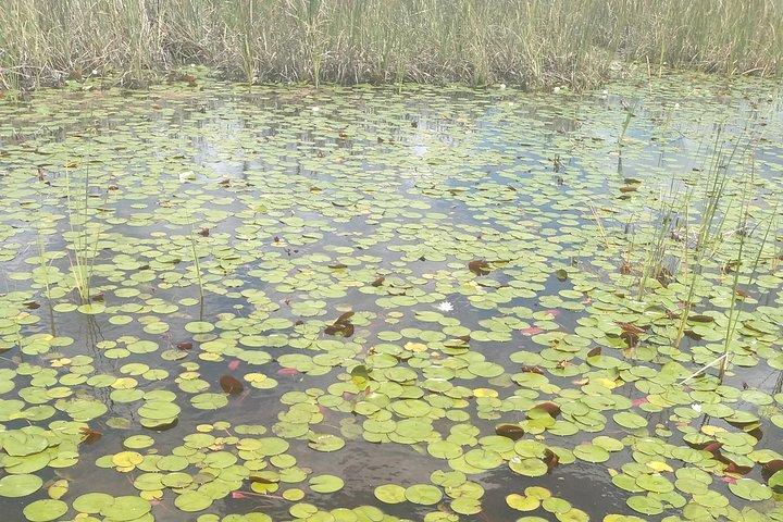 Air Boat Tour of Palm Beach in The Swamp Monster
