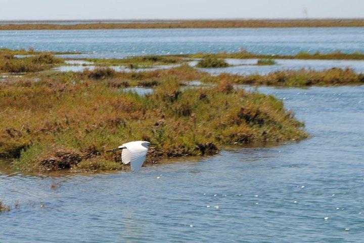 Paseo en barco para descubrir la laguna de la Ría Formosa del Algarve desde Faro: 1 hora