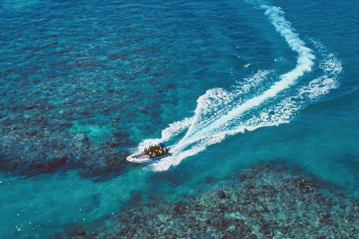 Ocean Freedom : Gran Barrera de Coral Snorkel con estilo, Tour de Buceo en Arrecifes