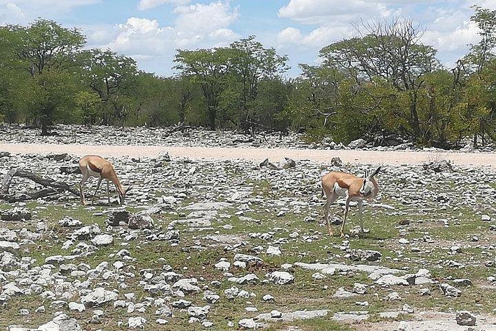 3 Days Etosha National Park Camping