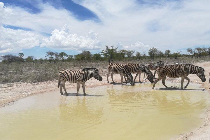 ナミビア砂漠、スワコプムント、エトーシャ国立公園での7日間のキャンプ