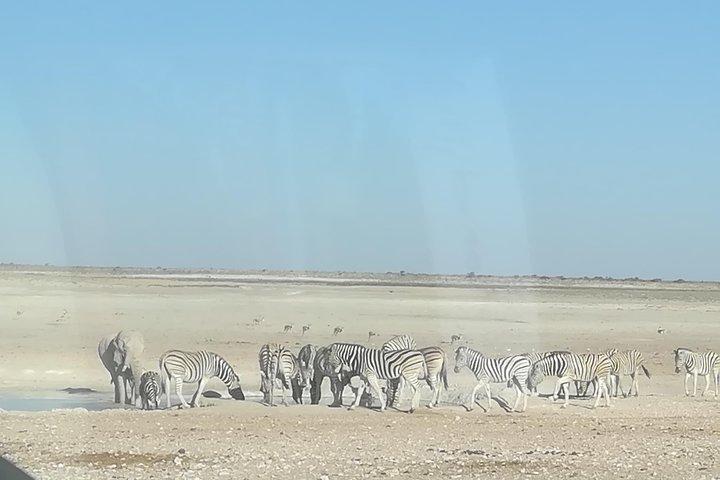 ナミビア砂漠、スワコプムント、エトーシャ国立公園での7日間のキャンプ