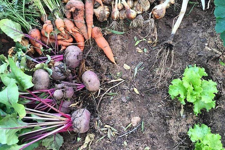 ラゴスの歴史的な崖の上のハイキング