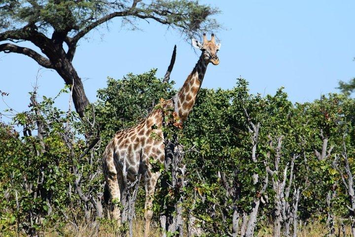 Chobe Extended Day Trip: Von Victoria Falls