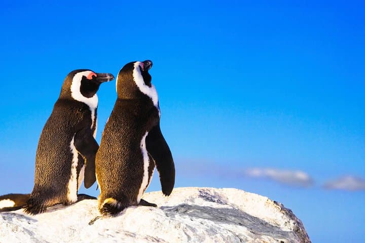 Private Cape Peninsula Tour