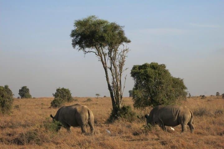 Day Tour Lake Nakuru from Nairobi