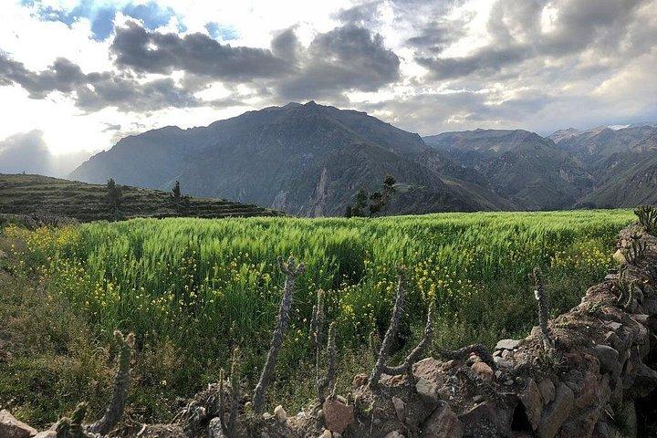 Full Day Tour / Colca Canyon