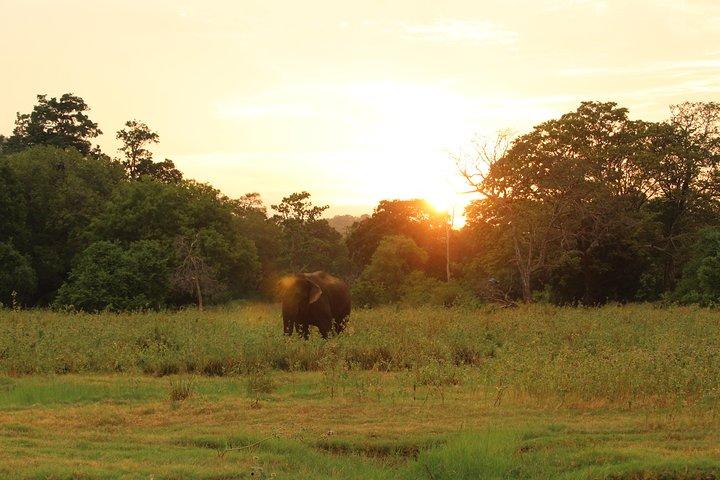 Minneriya National Park Safari von Polonnaruwa