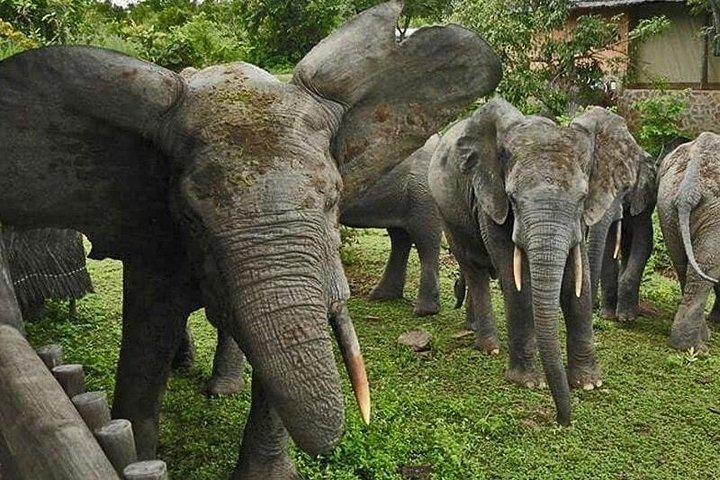 モア国立公園、ガーナの5日間冒険野生動物サファリ