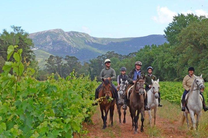 Ridning, 4 muligheder - bjerg, lektionsring, strand (2 timer)