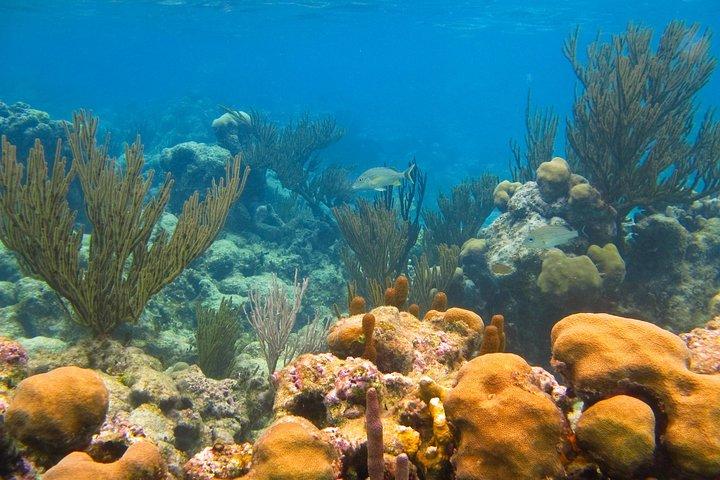 Snorkel Cenote e Akumal