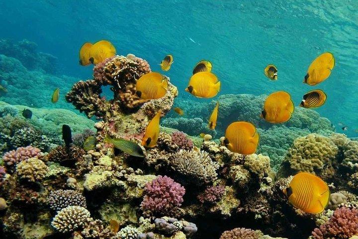 Gita in barca a Ras Mohammed e all'Isola Bianca, incluso pranzo e biglietto d'ingresso