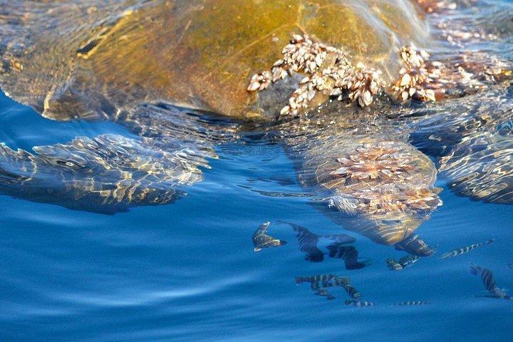 カボ・サン・ルーカスの海洋生物学者と少人数ホエールウォッチング