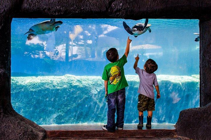 Maui Ocean Center Heldagsbillet