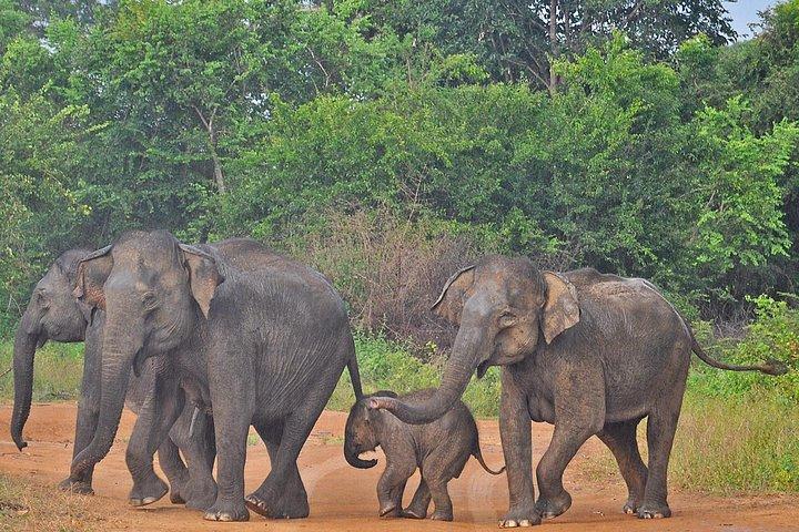 カルタラのウダワラウェ国立公園サファリ