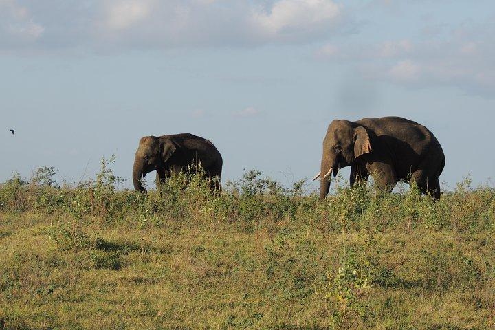 ハバラナのカウダラ国立公園サファリ
