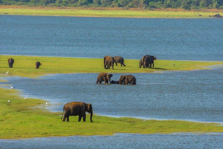 Minneriya National Park Safari fra Habarana