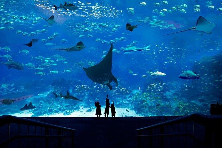 Singapore Universal Studio & S.E.A Aquarium-COMBO One-Day Pass (transferencia compartida)