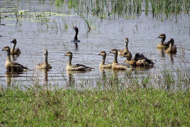 ネゴンボのウィルパットゥ国立公園サファリ
