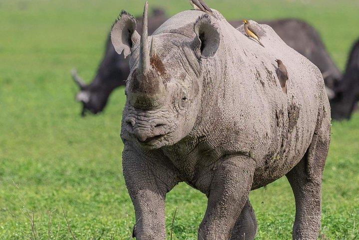 2日間グループTarangireとンゴロンゴロクレーター国立公園に参加