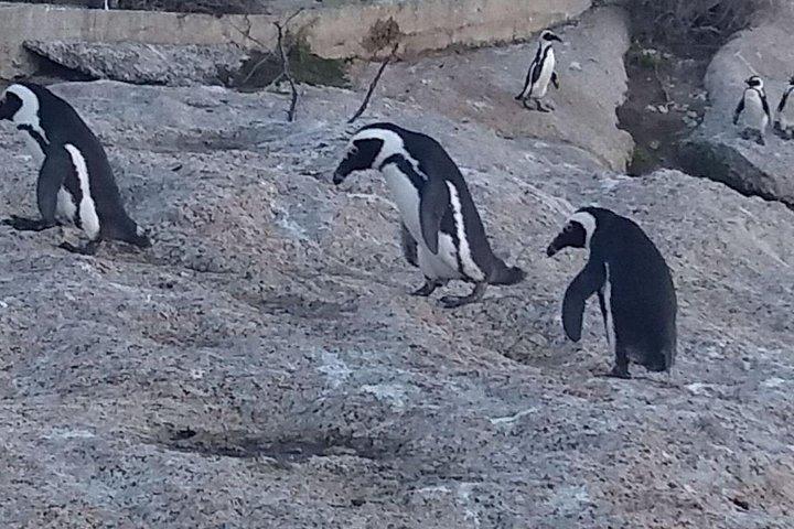 Private Cape Point Penguins Tour-Exploring the Cape Peninsula F/D