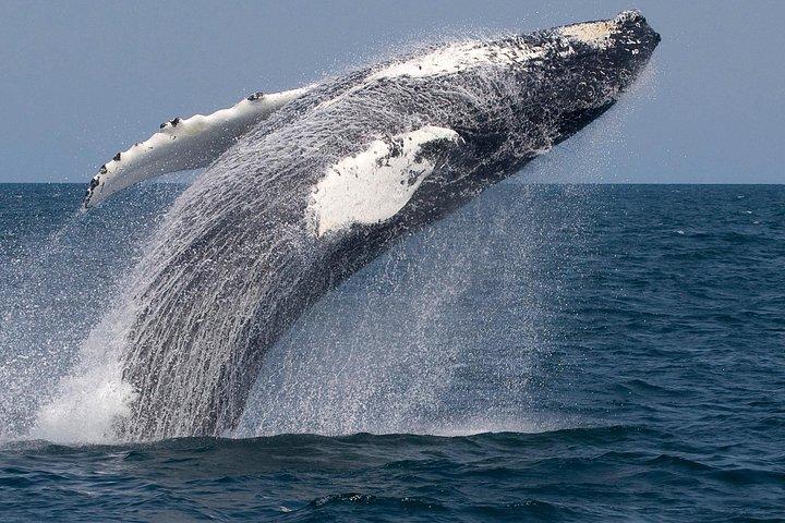 Walvissen spotten naar het Stellwagen Bank Marine Sanctuary. Gegarandeerde waarnemingen!